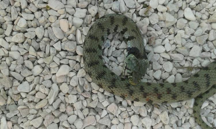 Macerata, si trovano un serpente davanti casa: da tempo chiedevano più pulizia per la zona