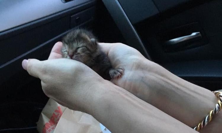 C'era una volta Battista: la storia del gattino salvato nel giorno di San Giovanni
