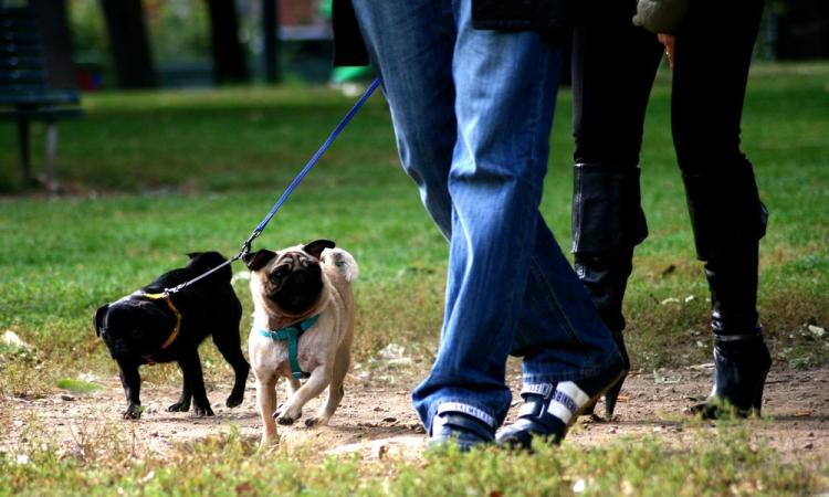 Macerata, vigili "zelanti": multa per il cane di diciassette anni alle sei del mattino davanti casa