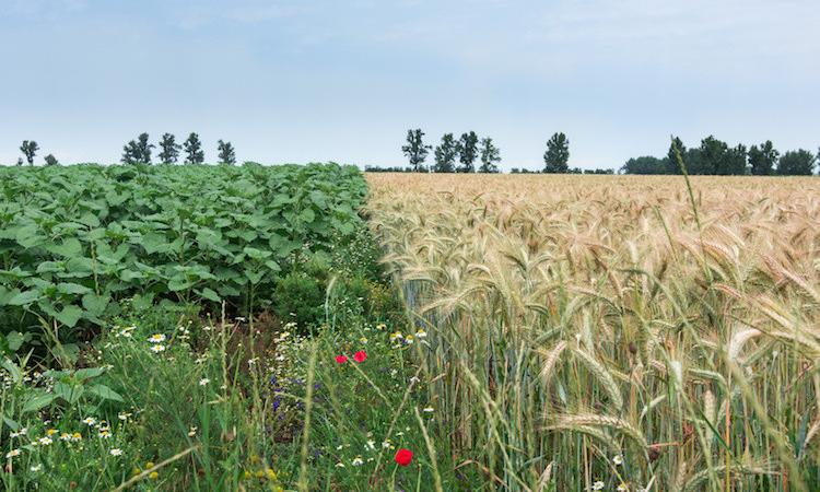 Spighe Verdi 2017: il premio anche a Matelica, Montecassiano ed Esanatoglia