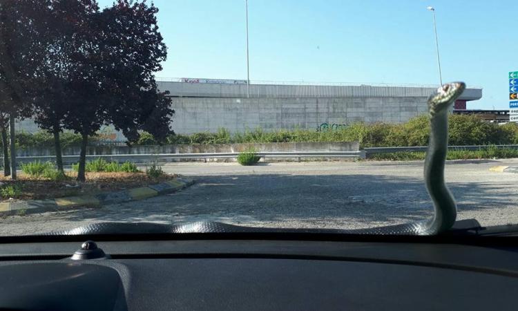 Civitanova, brutta sorpresa sul parabrezza: improvvisamente spunta un serpente
