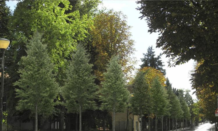 Macerata, viale Indipendenza si rinnova anche nel verde