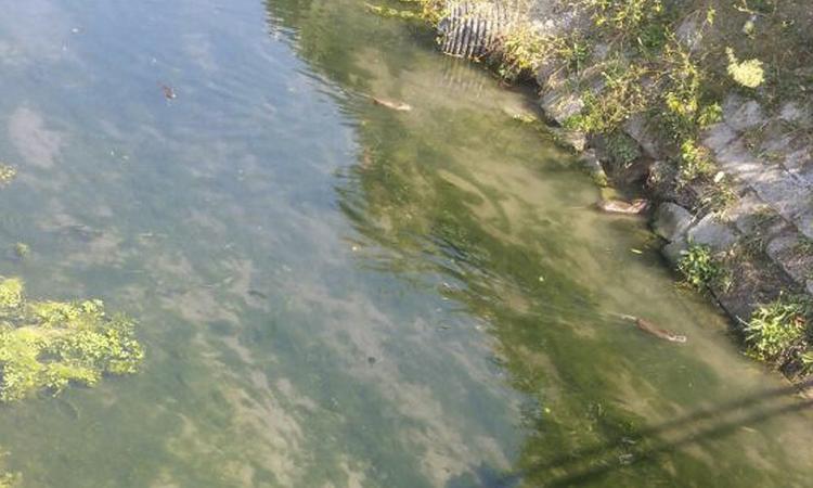 Civitanova, nutrie in zona stadio. Per colpa del Comune?