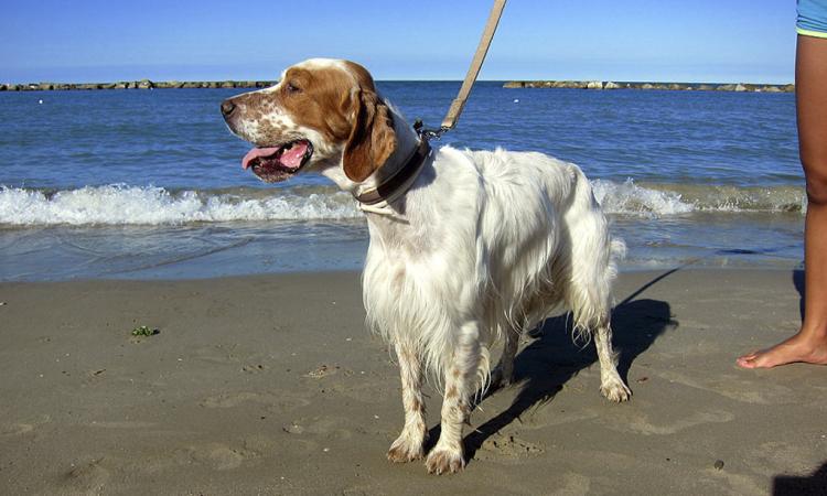 Civitanova, i cani finalmente riconquistano la spiaggia