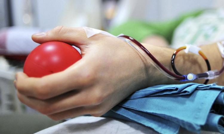 Tolentino festeggia la Giornata del Donatore: ecco tutti i premiati