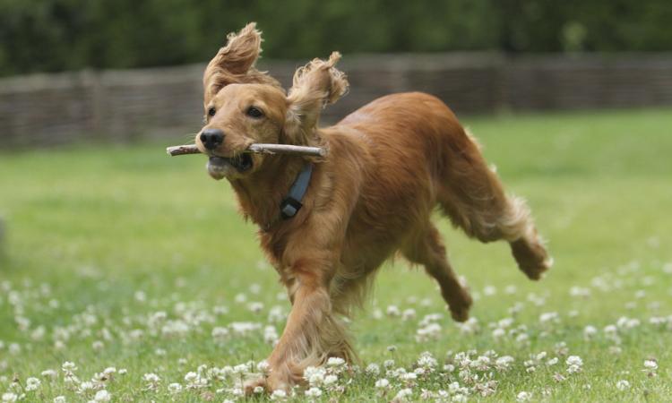 Treia, si inaugura sabato la nuova area di sgambamento per cani