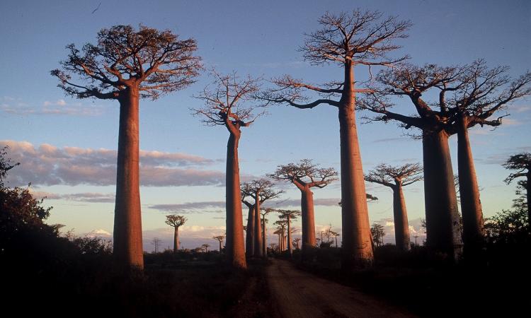 Epidemia di peste bubbonica in Madagascar provoca il contagio di 100 persone in poche settimane