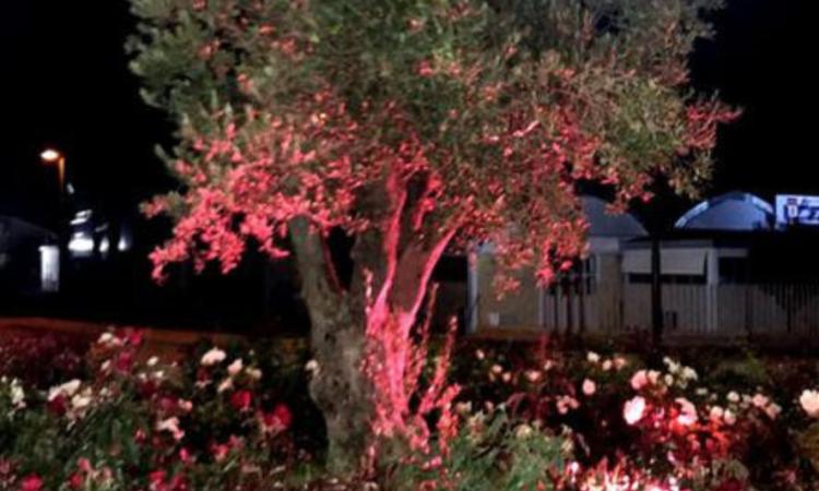 Caldarola, per "Ottobre in rosa" si illumina un ulivo