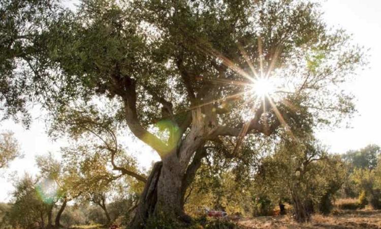 Camminata tra gli olivi domenica 29 ottobre nelle Marche: alla scoperta della cultura dell'olio
