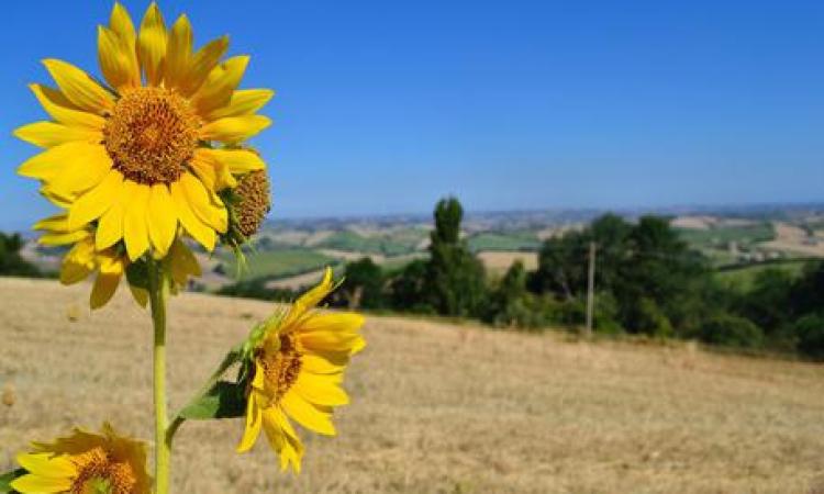 Agriturismi, nelle Marche +42% in 10 anni