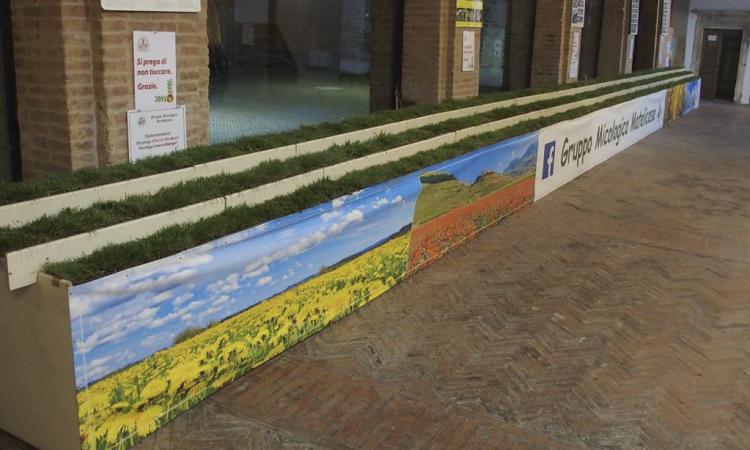 Matelica, funghi e piante protagonisti del weekend: al via la 18esima Mostra Micologica e Botanica