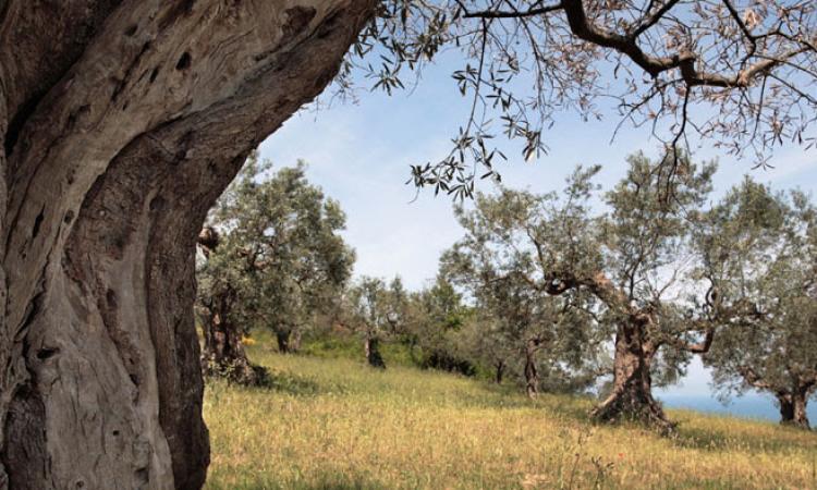 Domenica 29 ottobre a Recanati una passeggiata tra gli ulivi secolari della famiglia Leopardi