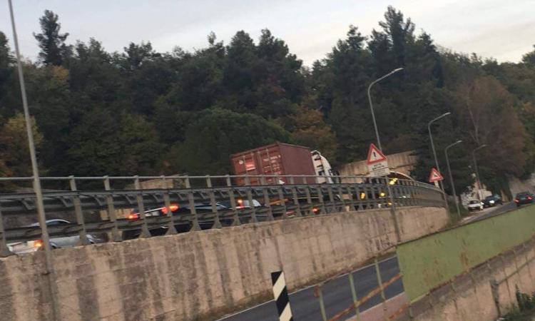 Cane abbandonato in superstrada, due automobilisti lanciano l'allarme