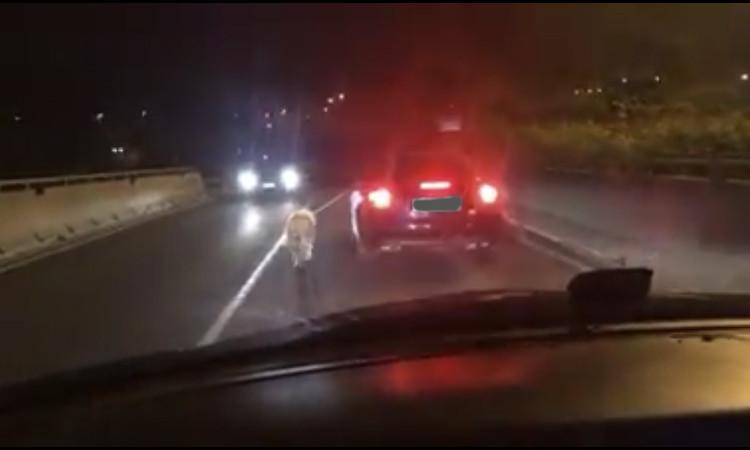 Porto Recanati, porta a spasso il cane al guinzaglio mentre guida la macchina - VIDEO
