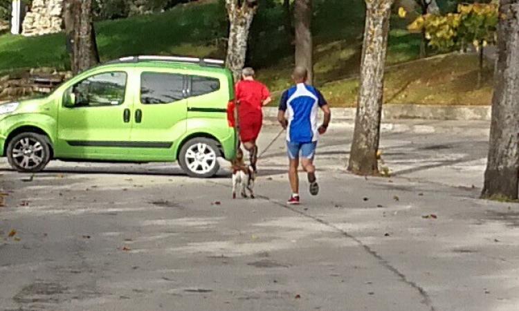 Di corsa con gli amici a quattro zampe: padroni e cani inseparabili anche per il jogging mattutino