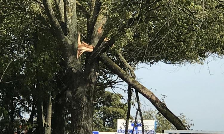 Valle Cascia, un grosso ramo finisce in mezzo alla strada a causa del vento: disagi per gli automobilisti