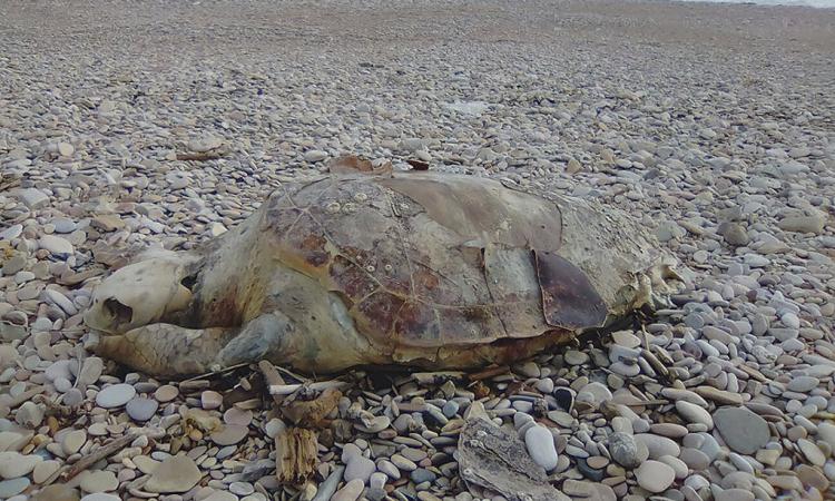 Civitanova, maxi ritrovamento di tartarughe spiaggiate