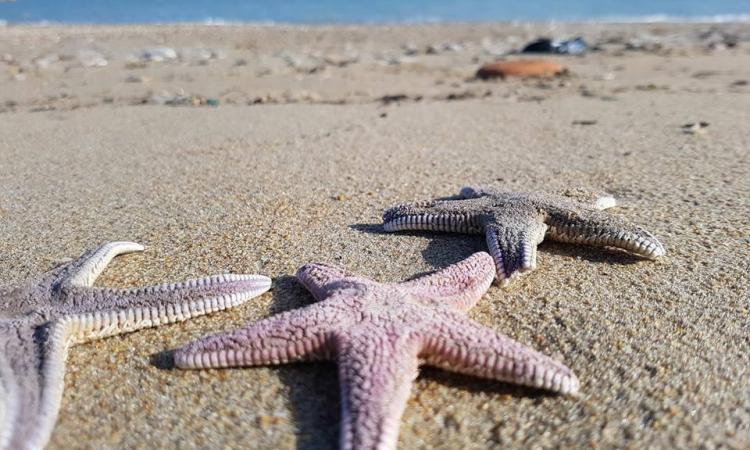 Civitanova, splendide stelle marine sulla spiaggia di Fontespina
