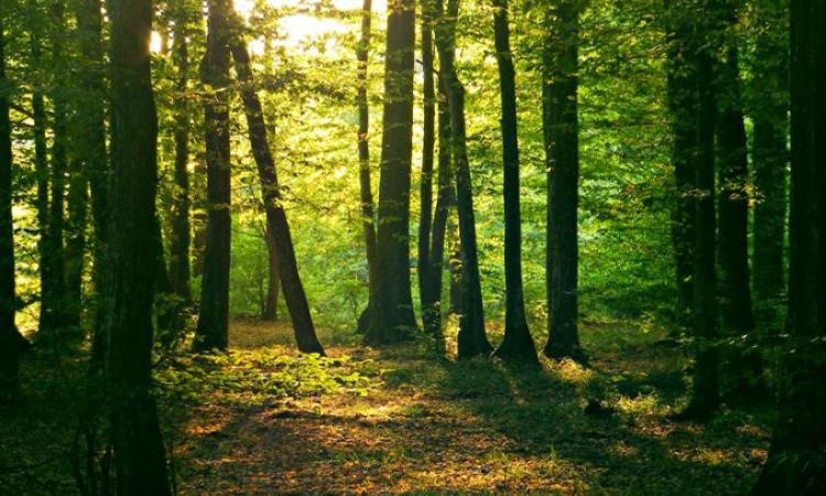 Nelle Marche ci sono 350 alberi a testa, Macerata seconda provincia per numero di boschi