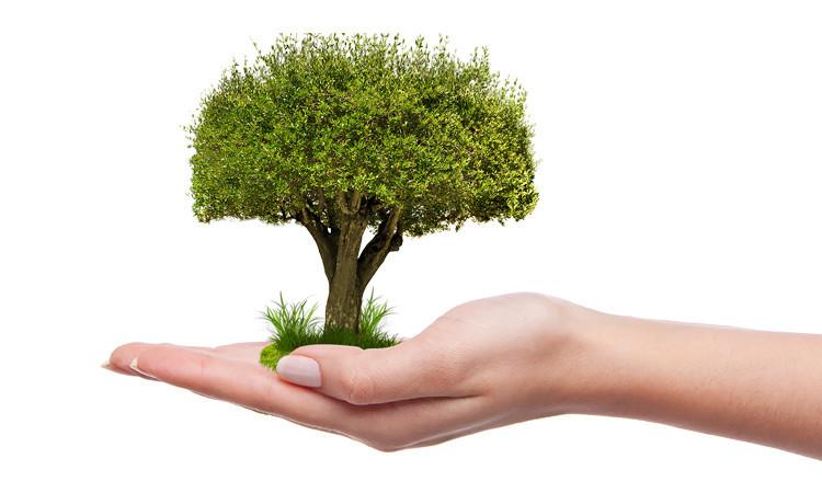 Montecassiano, un fine settimana con "La giornata dell'Albero" e “Commercianti in festa”