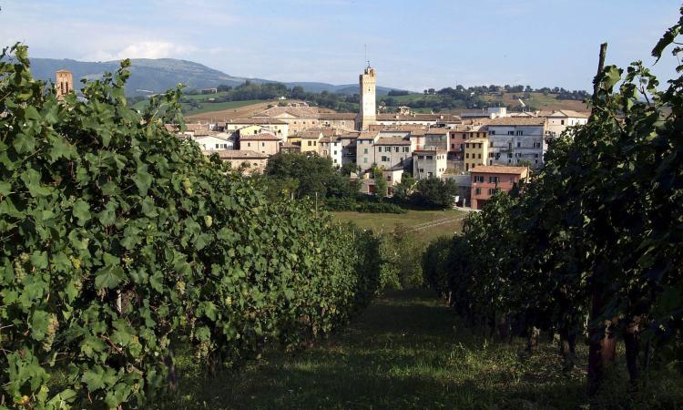 Da Londra a Matelica, i master of wine alla scoperta del Verdicchio