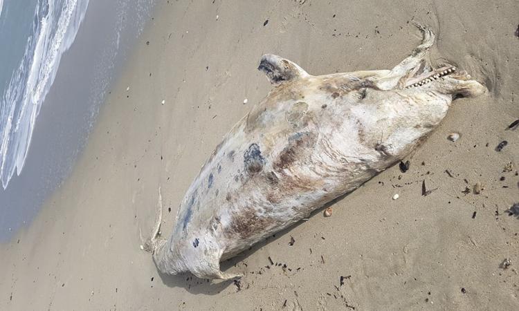 Civitanova, delfino spiaggiato sul lungomare nord