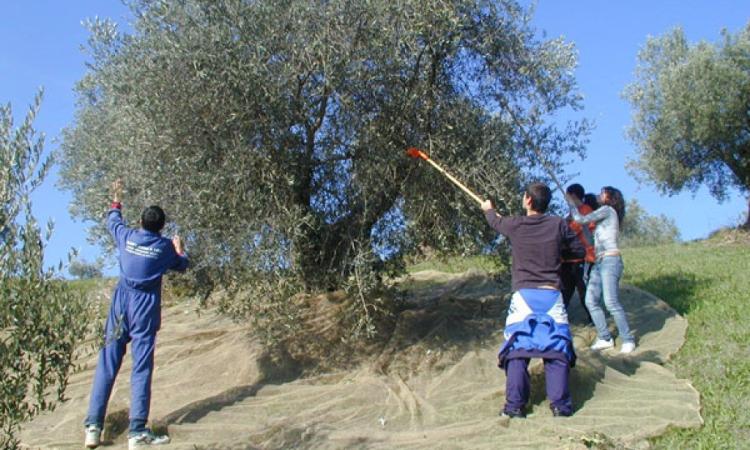 All’Istituto Agrario di Macerata torna Scuola aperta