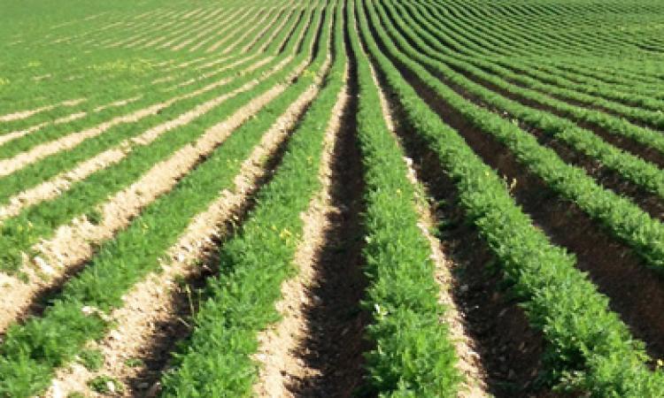 Record storico per l'export agroalimentare marchigiano : +3% nei primi mesi del 2017