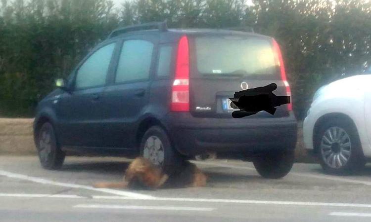 Choc a Civitanova, auto parcheggiata sopra il corpo di un cane