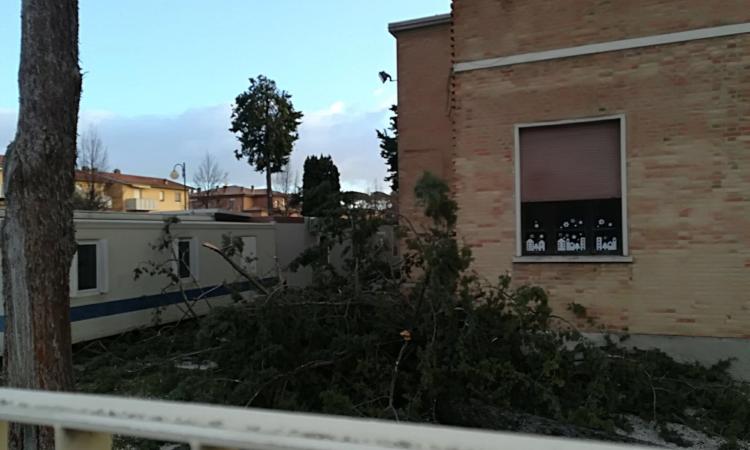 Passo di Treia, alberi crollano sui container che ospitano le scuole: sfiorata la tragedia