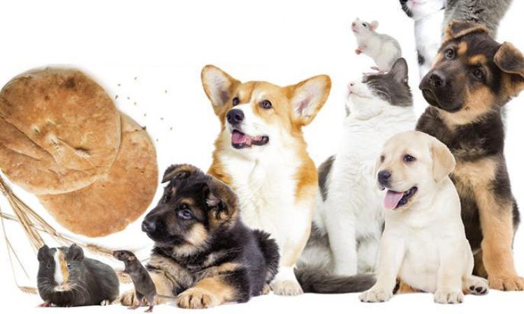 Civitanova Marche, animali e panette benedette in piazza per la festa di Sant'Antonio Abate