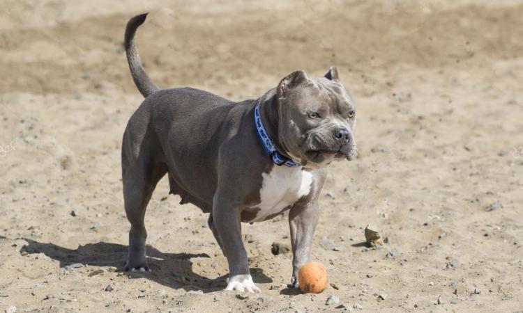 Civitanova, in spiaggia senza guinzaglio, pitbull attacca un cagnolino