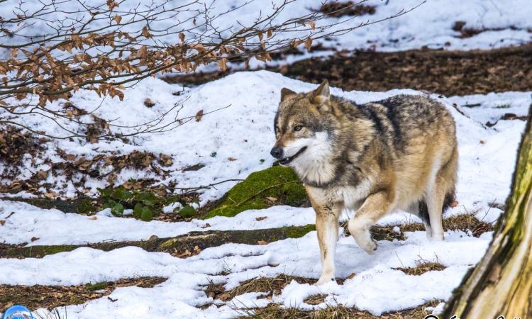 Escursione sulle orme dei Lupi dei Sibillini: le spettacolari foto