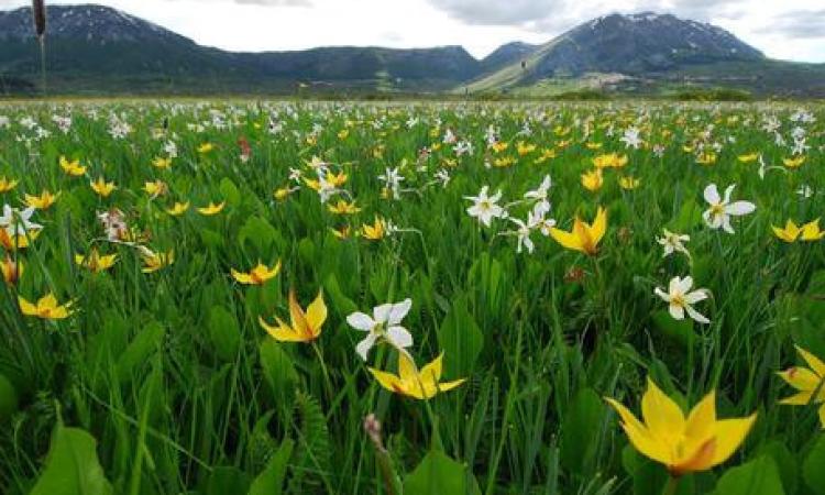 Botanica, Italia al primo posto per quantità di specie autoctone: lo svela una ricerca di Unicam