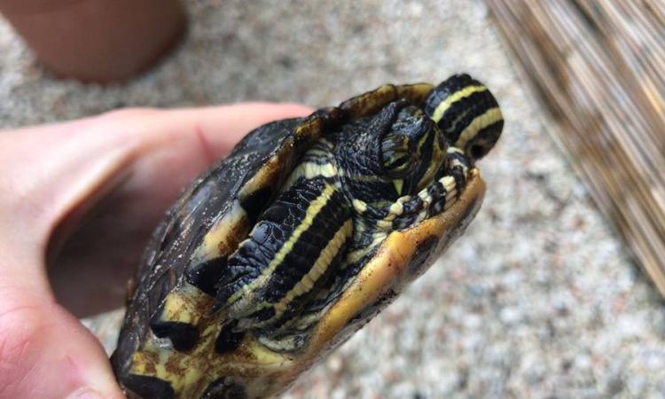 Civitanova, tartaruga infestante trovata in spiaggia