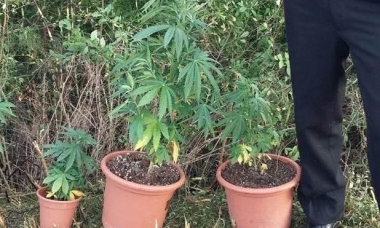 Matelica, mezzo chilo in dosi e cinque piante di "maria" in casa: arrestato 38enne del posto
