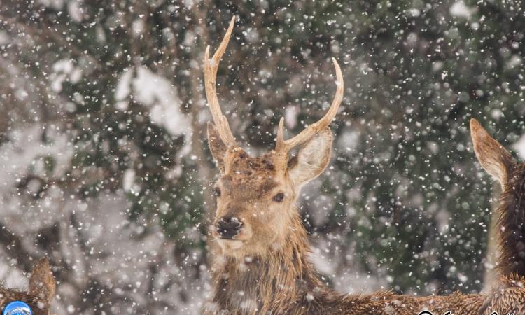 I cervi dei Sibillini nella tormenta di neve - FOTO