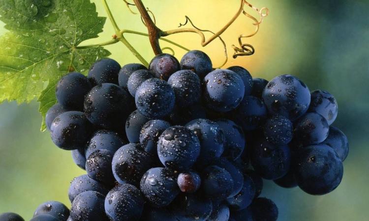 Unimc per Tipicità: l'ateneo propone un focus sul settore vitivinicolo