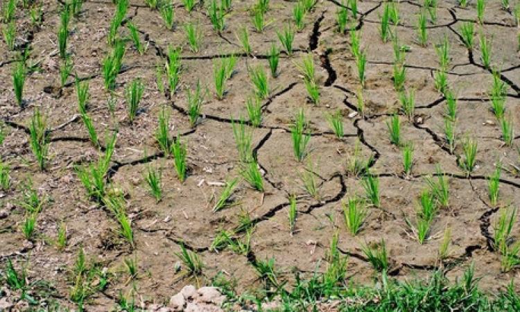 Siccità 2017, aiuti alle imprese agricole danneggiate. Ok dalla Regione Marche