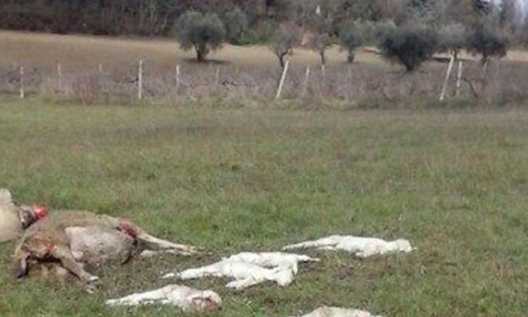 Un gregge di 38 pecore sterminato dai lupi a Matelica