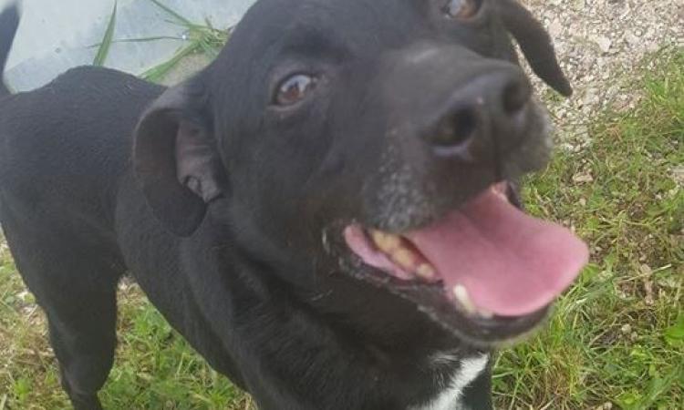 Lotta al randagismo, associazione Argo: "Gli incentivi per adottare i cani dai canili sono vietati"
