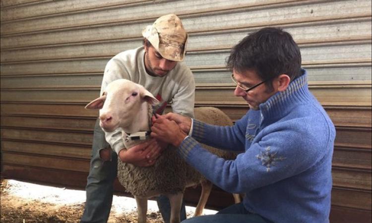 Animali domestici e predizione degli eventi sismici: Unicam al convegno dell'UE di geoscienze a Vienna