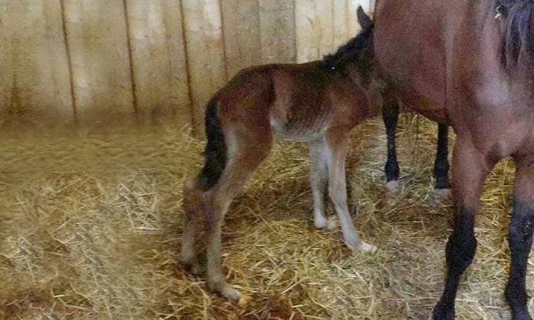 Cavallino vittima del terremoto: due giorni di vita, muore schiacciato dalla mamma impaurita Cavallino vittima del terremoto: due giorni di vita, muore schiacciato dalla mamma impaurita