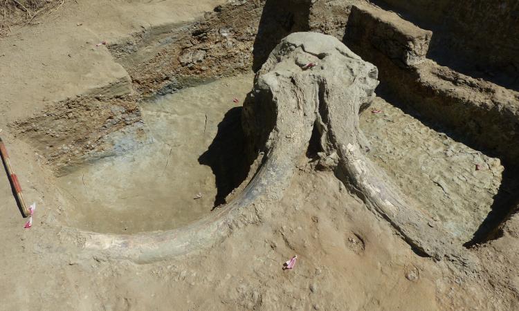 Camerino e Montevarchi, collaborazione tra musei