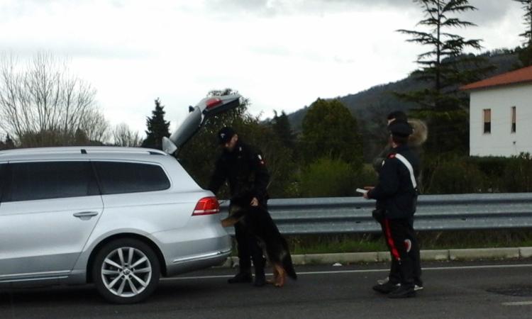 Droga, cane antidroga incastra un ventiduenne di Pollenza