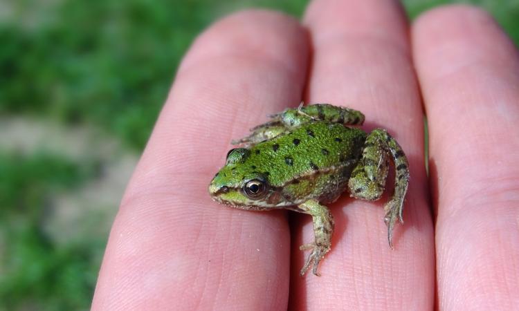 "Save the frogs day": i bambini di Fiastra salvano gli anfibi