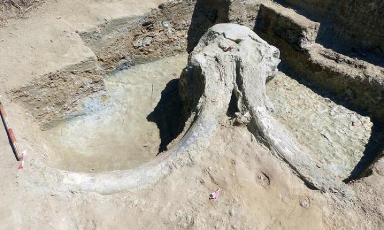 Unicam, il direttore del Museo delle Scienze nel team che studierà il Mammuthus meridionalis