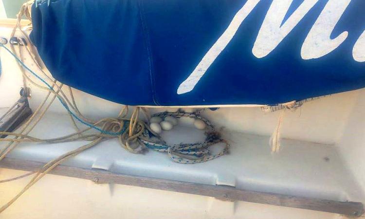 Civitanova, insolito nido di oche a bordo di una barca Civitanova, insolito nido di oche a bordo di una barca