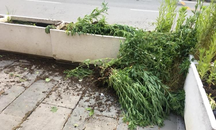 Civitanova, vandali in azione in pieno centro storico