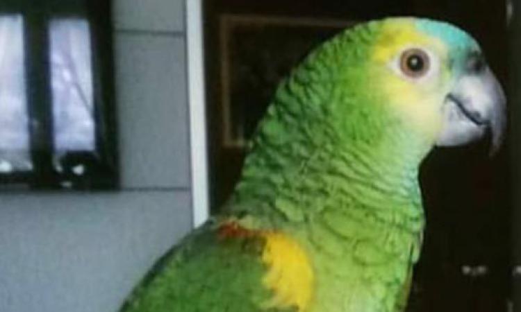 Pappagallo smarrito a Mogliano, il proprietario: "Aiutateci a ritrovarlo"